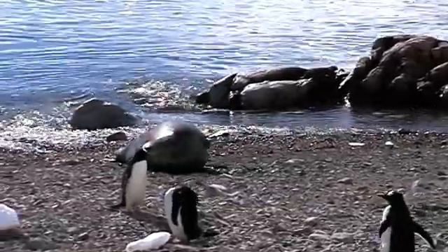 пингвины антарктида смотреть онлайн