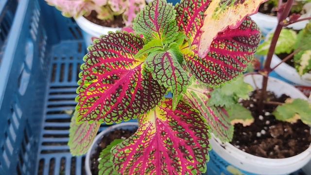 Мучнистая роса. Обработка обязательна!