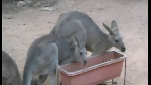 Сафари Рамат Ган Часть 16 Кенгуру смотреть онлайн