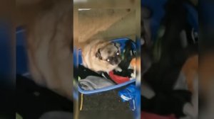 МОПС танцует/зажигательный танец мопса?