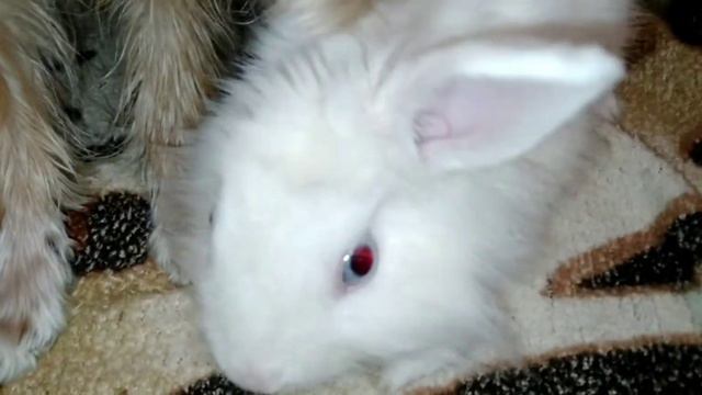 Кто такая лучия шоу? И почему кролика зовут Шанель? Развлекательный канал про животных. смотреть онлайн