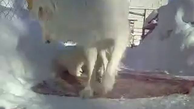 Puppies Sheepdog Polish Podgalyanskaya