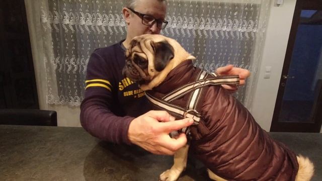 Щенок БОЛЕЕТ. Новая КУРТОЧКА, шлейка и рулетка. Уход за МОПСОМ. смотреть онлайн