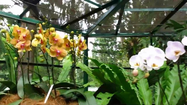 Национальный сад орхидей Сингапура (The National Orchid Garden) смотреть онлайн