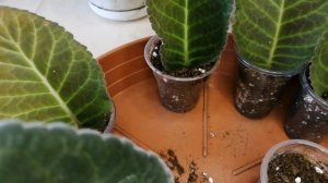 Глоксиния, как я обрезаю листики и укореняю🌹🌹🌹