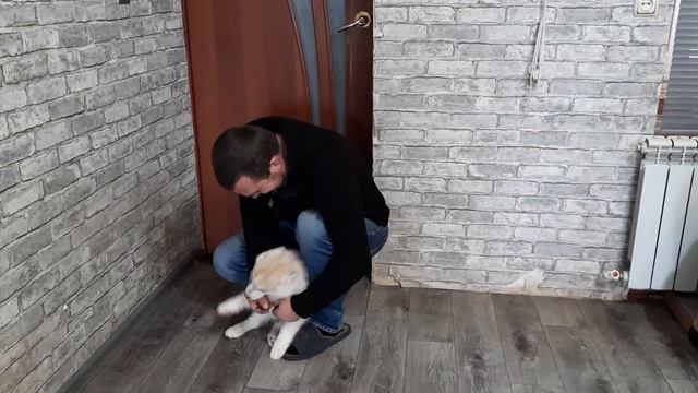 ХАСКИ ГОНЯЮТ за КОШКАМИ /Щенок ЛАКИ встречает ХОЗЯИНА смотреть онлайн