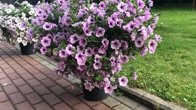 Лучшие ампельные петунии по всем показателям! От них вы будете в восторге! смотреть онлайн