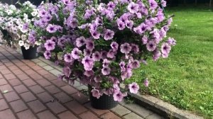 Лучшие ампельные петунии по всем показателям! От них вы будете в восторге!