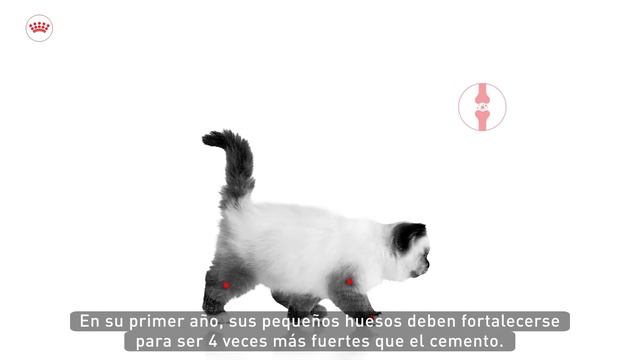 Royal Canin I Nutrición específica para el crecimiento saludable de tu gatito смотреть онлайн