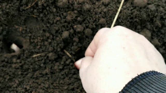 Ещё так РАНО я никогда НЕ САЖАЛА яровой ЧЕСНОК. Новый метод. ЭКСПЕРИМЕНТ. смотреть онлайн