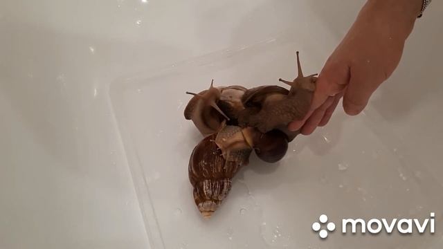 Мои улитки Ахатины- Акробаты ? смотреть онлайн