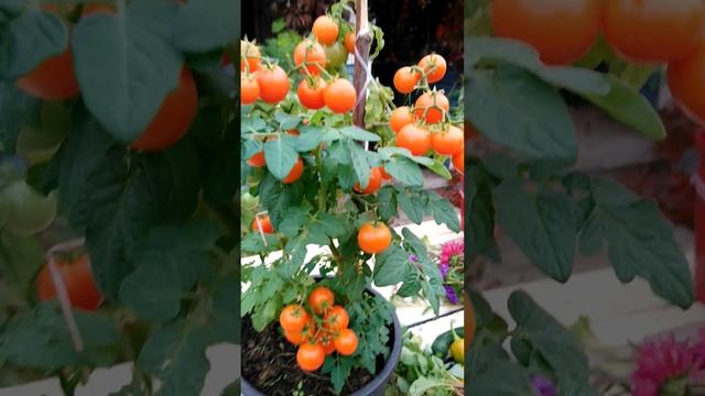 Карликовый томат "Пиноккио". 29.09.22.переезжает в квартиру. смотреть онлайн