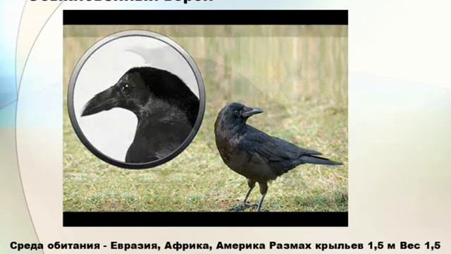 Анимированное видео (Gif) на тему "Птицы отряда воробьиные" смотреть онлайн