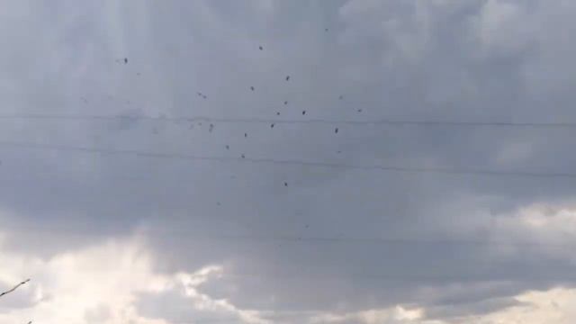 Ураган,Буря Ветер ломает деревья Сломало груши, гуляем с внучкой после бури смотреть онлайн