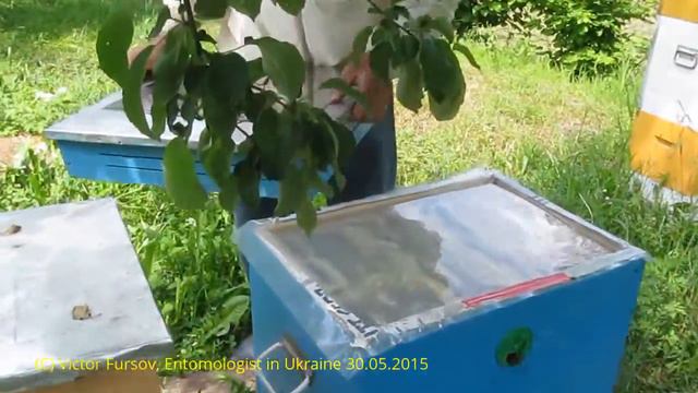 Пчеловодство Украины: Ульи Василия Приятеленко Во Всей Красе смотреть онлайн