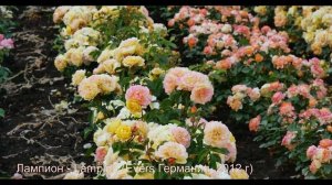 Роза Лампион, Голделз и Акварель. Обзор и сравнение