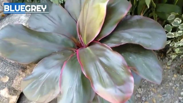 PLANTS COLLECTION HOUSE PLANTS LIFESTYLE смотреть онлайн