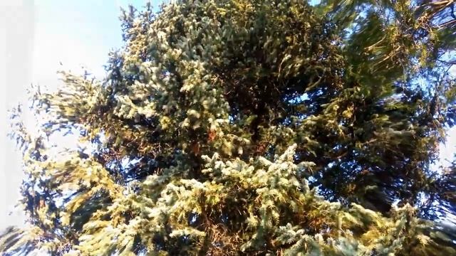 Рубить или сажать? Спаси дерево от вырубки! смотреть онлайн