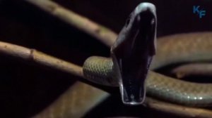 Чёрная мамба: почему это самая опасная змея в мире! Интересные факты о черной мамбе.