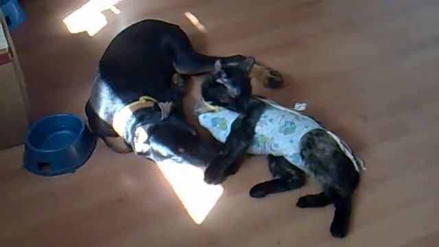 Кошка лижет добермана смотреть онлайн