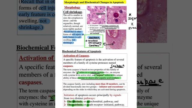 General Patho Rapid Revision #neetpg #inicet #fmge #usmle #firstaid #mnemonic #mustwatch #medzeimer смотреть онлайн