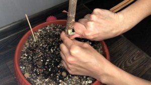 Прививка фикуса. Как привить фикус