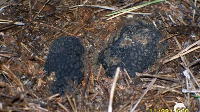 Love for Truffles-Любовь к Трюфелям SLIDESHOW смотреть онлайн