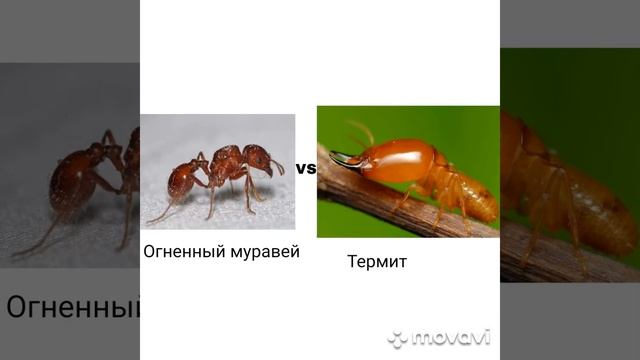 Термит конечно сильный, но не против последних 4 муравьёв.#битва.#термит.#муравей. смотреть онлайн