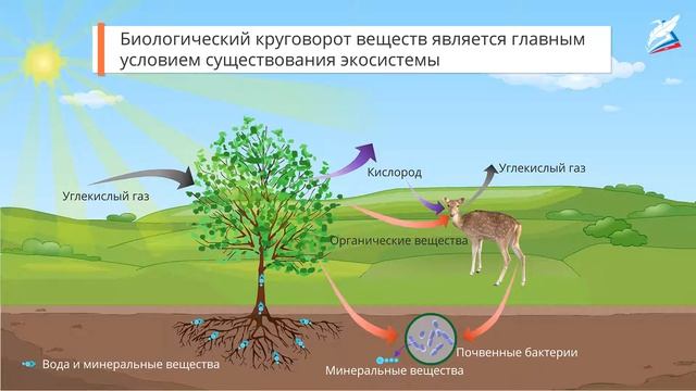 Свойство и развитие экосистем смотреть онлайн