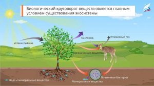 Свойство и развитие экосистем