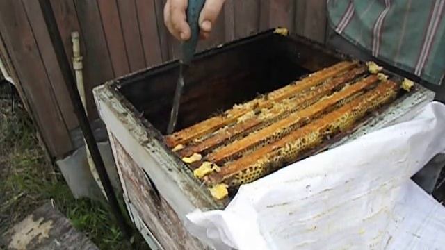 отводок на плодную матку от семьи пчел в которой появилась мисочка с личинкой ( часть 1 ) смотреть онлайн