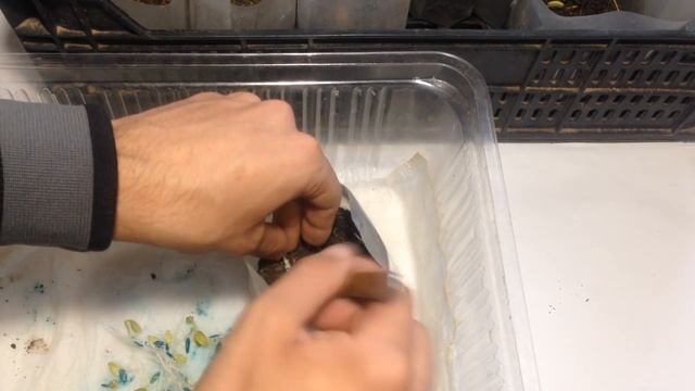 Рассада огурцов. Проращивание семян огурцов перед высадкой на рассаду смотреть онлайн