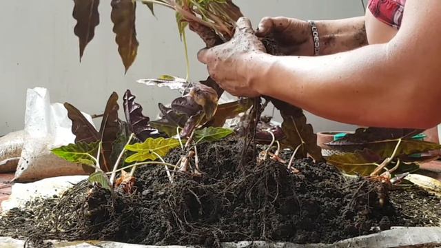 HOW TO PROPAGATE AMAZONICA POLLY | PAGPAPARAMI NG AMAZONICA POLLY | TIPS | DIY | Fel Pacs смотреть онлайн