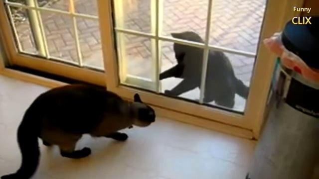 Cats Fighting Through Glass Doors 2016 [NEW] смотреть онлайн