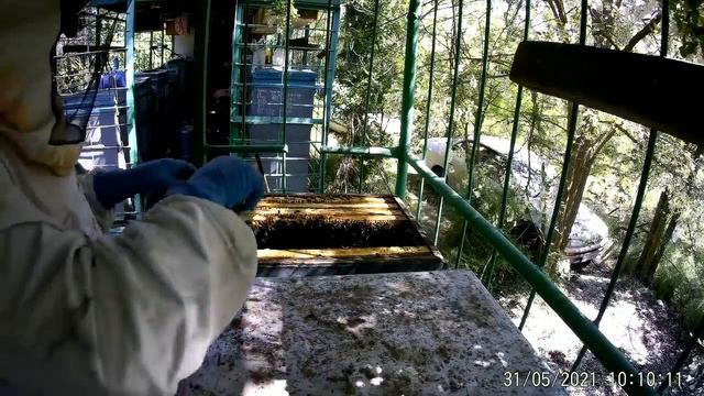 Мощный взяток мёда Белой Акации закончился.Рамки не запечатаны,качать мёд или нет? смотреть онлайн