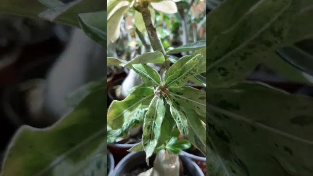 вариегатный адениум Морская звезда смотреть онлайн