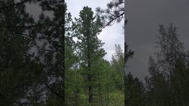 Как сбить кедровую шишку смотреть онлайн