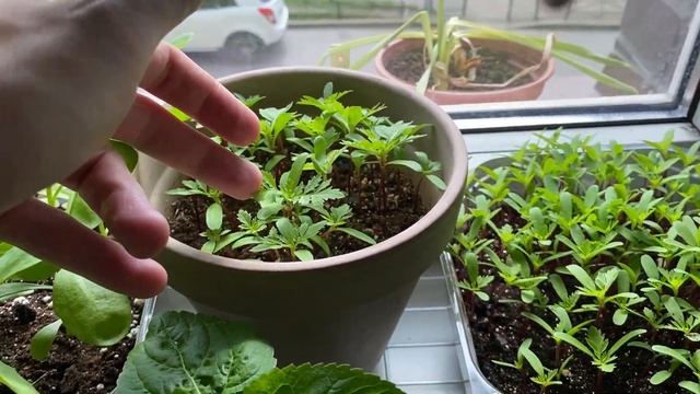 Сад в квартире на подоконнике ?? Лилии, розы, гладиолусы и другие садовые цветы в горшках ?? смотреть онлайн