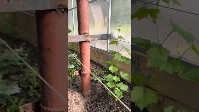 Дынька и Басанти дали уже большие приросты.Показываю как развиваются саженцы винограда вПодмосковье смотреть онлайн