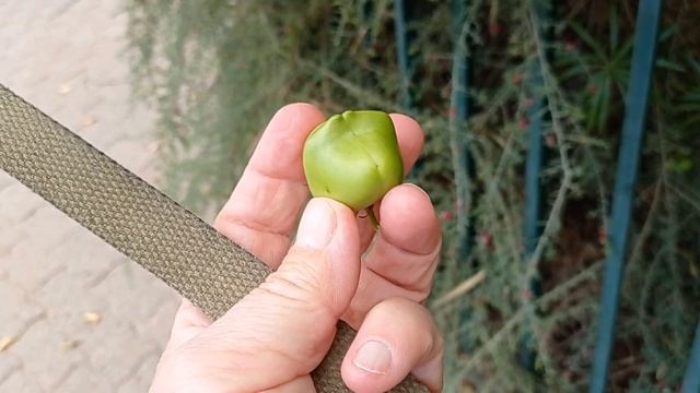 Теветия перуанская Thevetia Peruviana , красивоцветущий кустарник, но очень ядовитый