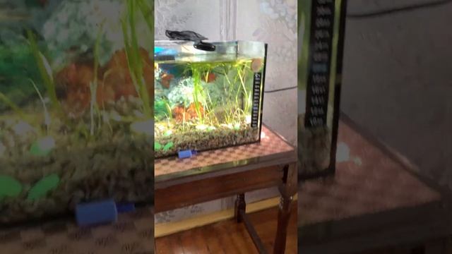 Как поживает мой аквариум смотреть онлайн