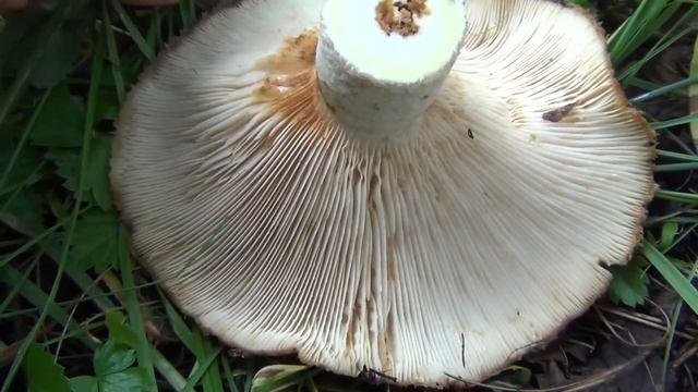 Поход в лес грибы настоящий груздь рыжики ищем по запаху 27 июля 2017 гриб настоящий груздь легко н смотреть онлайн