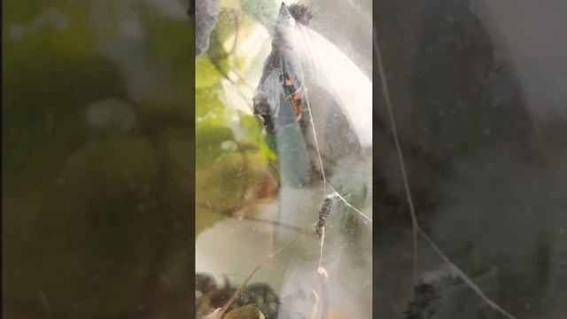 ВЫЛУПЛЕНИЕ БАБОЧКИ смотреть онлайн