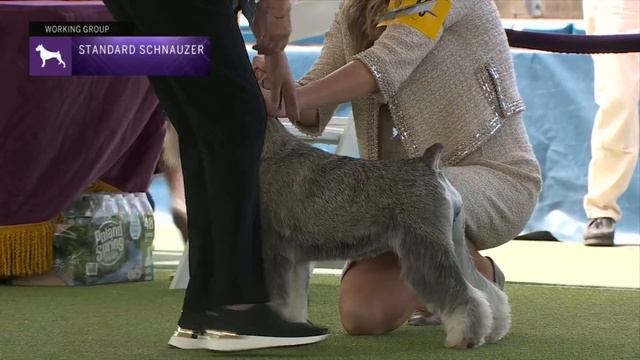 Standard Schnauzers | Breed Judging 2023