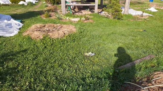 Розы весной замерзли под зимним укрытием... смотреть онлайн