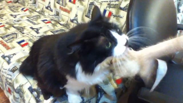 кошачий инстинкт смотреть онлайн