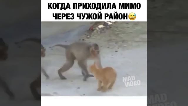 Обезьяны поймали кошку смотреть онлайн