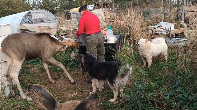 21.09.23. Азора в носочках и контейнер! смотреть онлайн