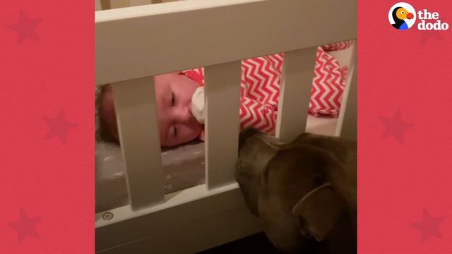 The Wildest Pittie Eats Out Of His Baby Sister's Hands | The Dodo Pittie Nation смотреть онлайн