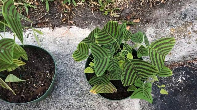 Florida Plant-a-palooza and Rare Plant Haul смотреть онлайн